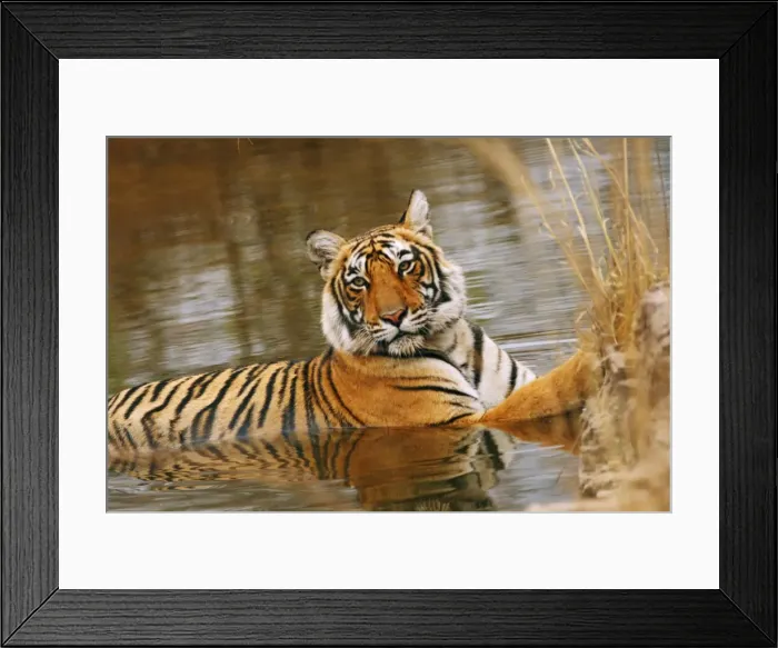 Framed Print : Royal Bengal / Indian Tiger in the forest pond, Ranthambhor National Park, India Framed Print : Royal Bengal / Indian Tiger in the forest pond, Ranthambhor National Park, India