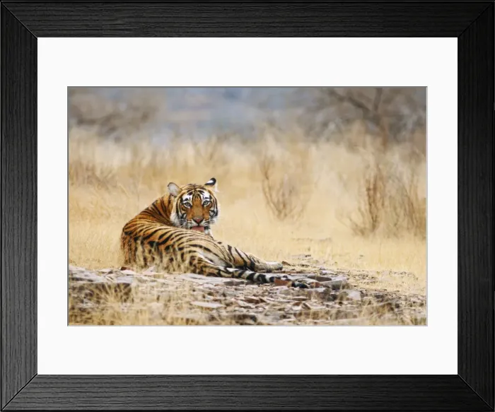Framed Print : Royal Bengal / Indian Tiger on the rock, Ranthambhor National Park, India Framed Print : Royal Bengal / Indian Tiger on the rock, Ranthambhor National Park, India