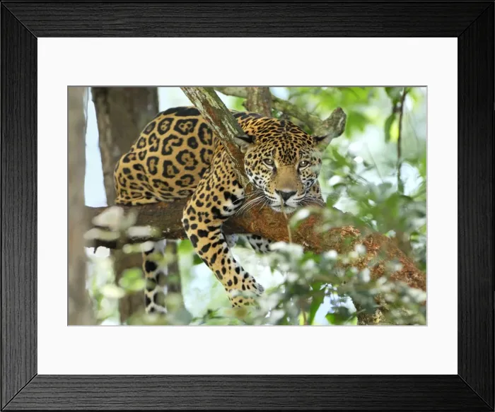 Framed Print : Jaguar Belize Framed Print : Jaguar Belize