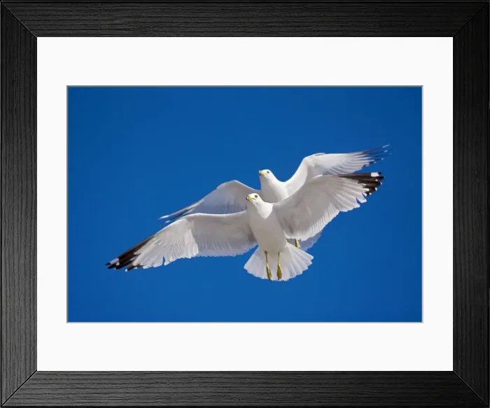 Framed Print : Ring-billed Gulls - 2 adults soaring - Most commonly seen gull - especially inland New York - USA Framed Print : Ring-billed Gulls - 2 adults soaring - Most commonly seen gull - especially inland New York - USA