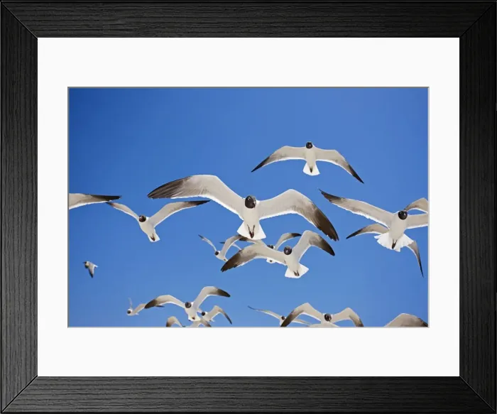 Framed Print : Laughing Gull - Adult in Breeding Plumage - On Gulf of Mexico coast - Mississippi - USA Framed Print : Laughing Gull - Adult in Breeding Plumage - On Gulf of Mexico coast - Mississippi - USA