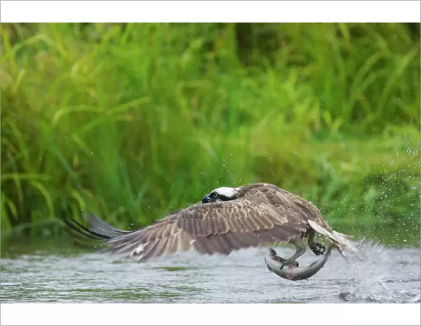 Osprey - Catching Fish Pandion haliaetus Finland BI014724