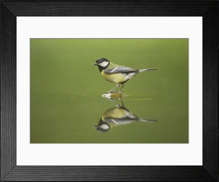 Framed Print : Great Tit - Refection at forest pool Parus major Hungary BI016451 Framed Print : Great Tit - Refection at forest pool Parus major Hungary BI016451