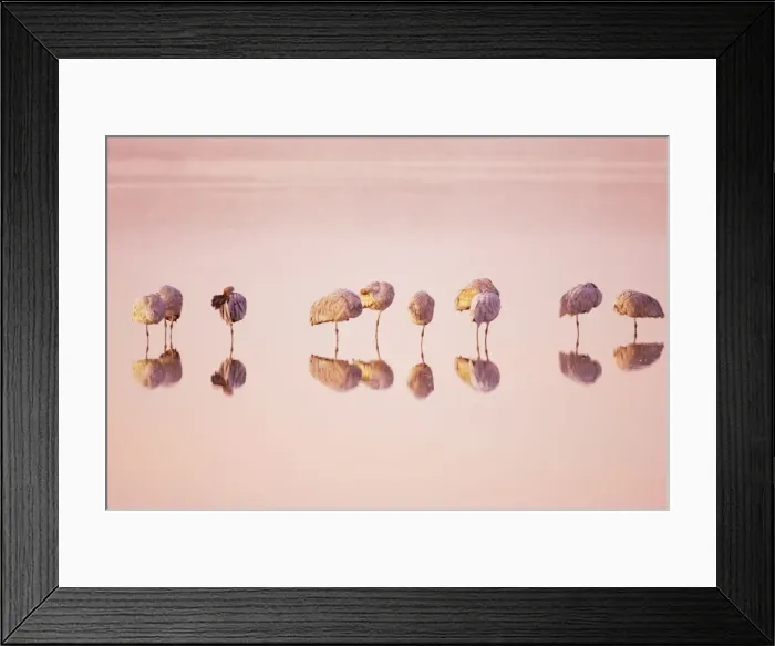 Framed Print : Sandhill Crane - Roost before Sunrise Grus canadensis Bosque Del Apache NWR New Mexico, USA BI017166