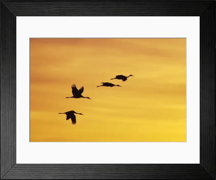 Framed Print : Sandhill Crane - Flying in to roost site at sunset Grus canadensis Bosque Del Apache NWR New Mexico, USA BI017309 Framed Print : Sandhill Crane - Flying in to roost site at sunset Grus canadensis Bosque Del Apache NWR New Mexico, USA BI017309
