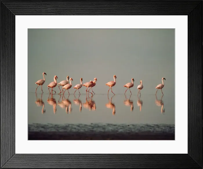 Framed Print : Lesser Flamingo Nakuru Kenya Framed Print : Lesser Flamingo Nakuru Kenya