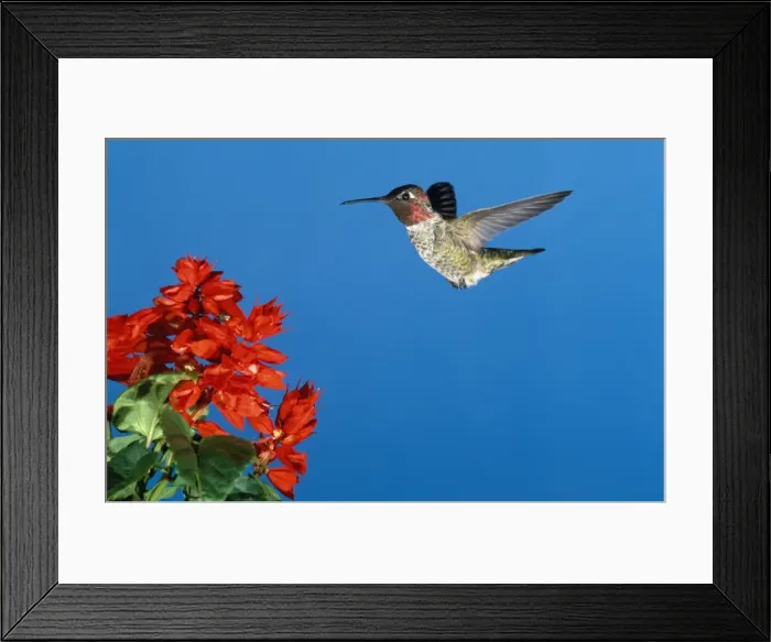 Framed Print : Anna's Hummingbird California coast; Mexico
