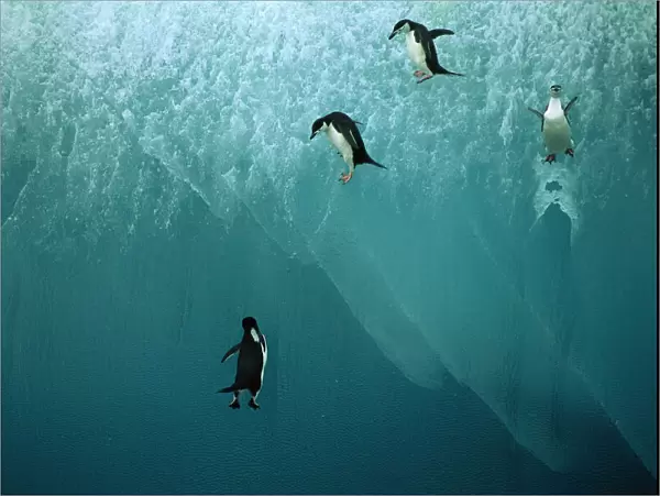 Chinstrap Penguin - jumping off blue iceberg, Antarctic region, Islands in the southern oceans, Antarctic peninsular JPF30984