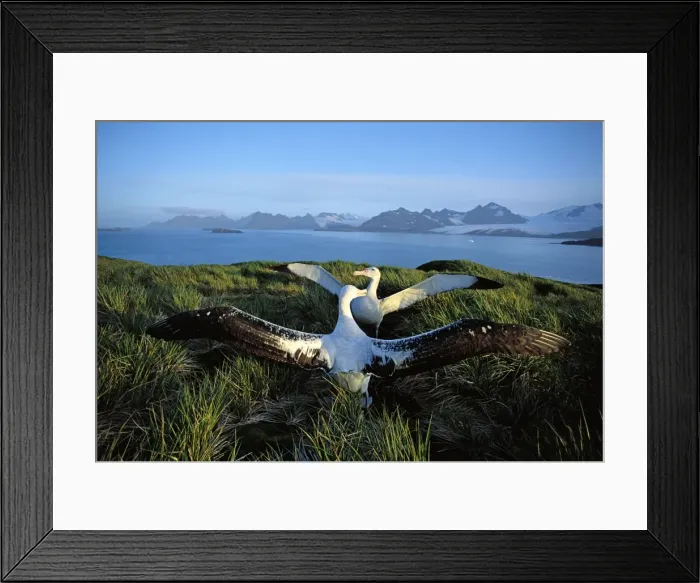 Framed Print : Wandering albatross (Diomedea exulans) courtship display, Albatross Island, South Georgia, Antarctica, Islands in the southern ocean, December JPF30624 Framed Print : Wandering albatross (Diomedea exulans) courtship display, Albatross Island, South Georgia, Antarctica, Islands in the southern ocean, December JPF30624