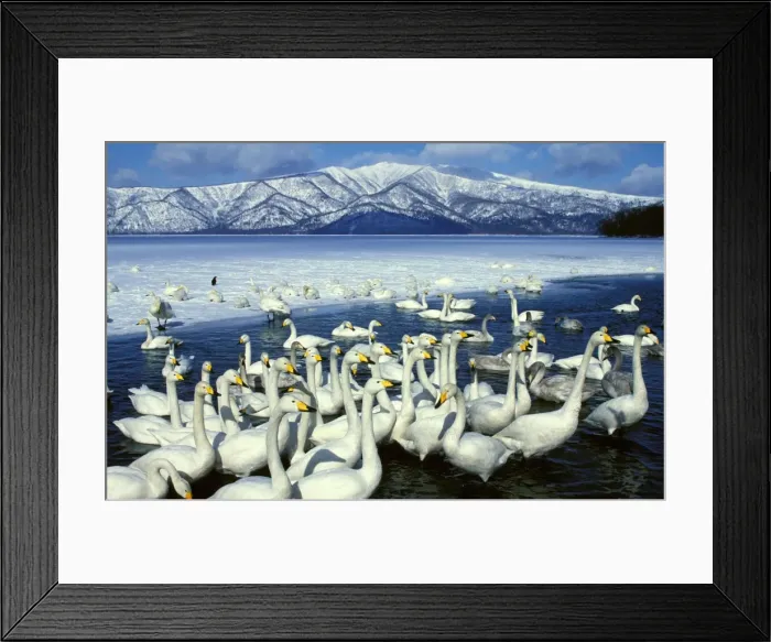 Framed Print : Whooper Swans on lake, winter, Lake Kussharo, Akan National Park, Hokkaido, Japan, Europe, Coast of Africa, North and Centra Asia JPF39113