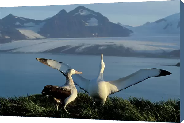 Wandering Albatross - Courtship display - Albatross Island - South Georgia - Antarctica JPF30636