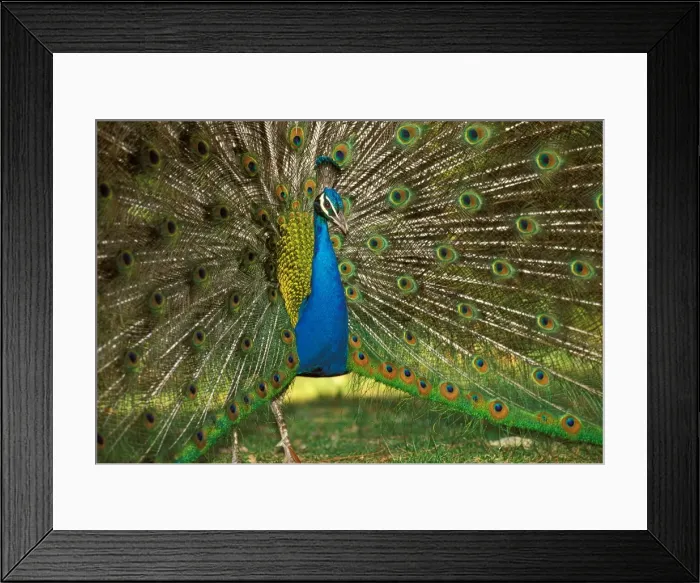 Framed Print : Common Peacock - Displaying JPF53061 Framed Print : Common Peacock - Displaying JPF53061