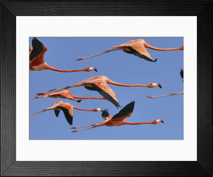 Framed Print : American Flamingo Rio Lagartos Reserve, Yucatan, Mexico Framed Print : American Flamingo Rio Lagartos Reserve, Yucatan, Mexico