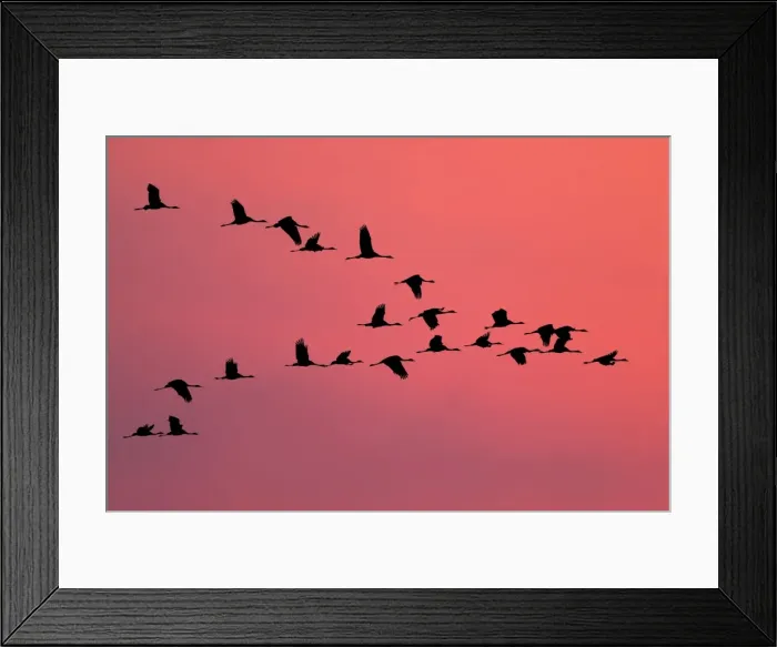 Framed Print : Common Crane Framed Print : Common Crane