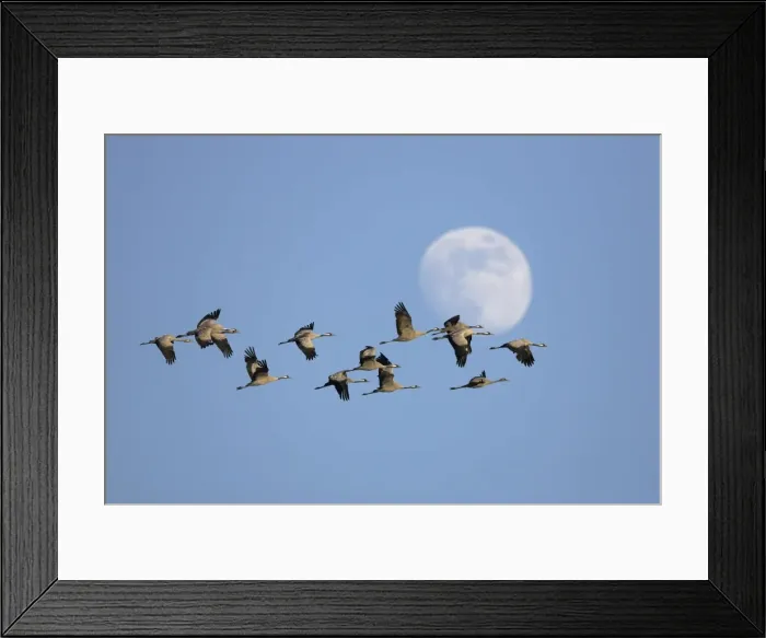 Framed Print : Common Cranes Framed Print : Common Cranes
