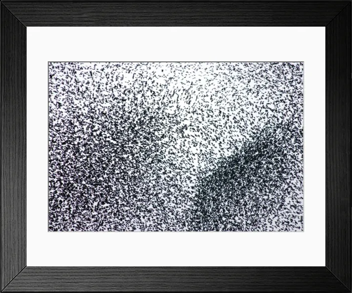 Framed Print : Starlings. ROY-450. Starlings - A concentrated section of a large flock Framed Print : Starlings. ROY-450. Starlings - A concentrated section of a large flock