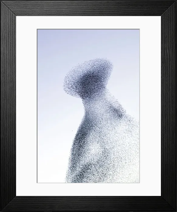 Framed Print : Starlings. ROY-452. Starling flock and peregrine falcon - Immense flock Framed Print : Starlings. ROY-452. Starling flock and peregrine falcon - Immense flock