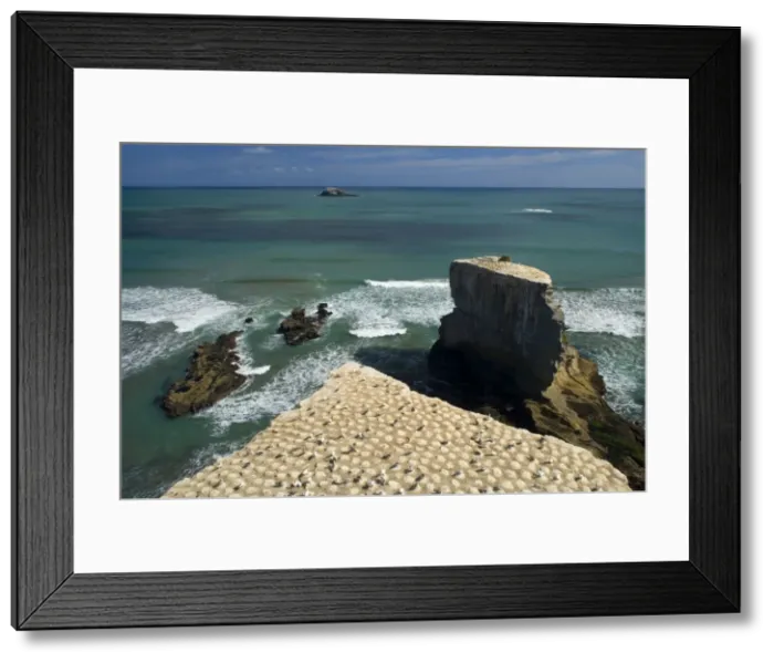 Framed Print : Gannet Colony breeding colony of the Australasian Gannet situated on top of steep cliffs at Muriwai beach. During the day the colony is nearly deserted and only the chicks are still there waiting for their parent's return with food Framed Print : Gannet Colony breeding colony of the Australasian Gannet situated on top of steep cliffs at Muriwai beach. During the day the colony is nearly deserted and only the chicks are still there waiting for their parent's return with food
