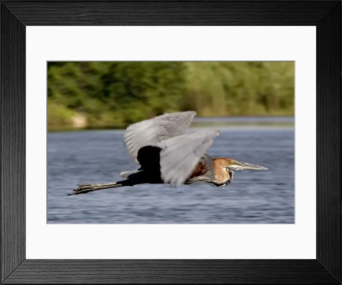 Framed Print : Goliath Heron - In flight - Moremi - Okavango Delta - Botswana - Africa Framed Print : Goliath Heron - In flight - Moremi - Okavango Delta - Botswana - Africa