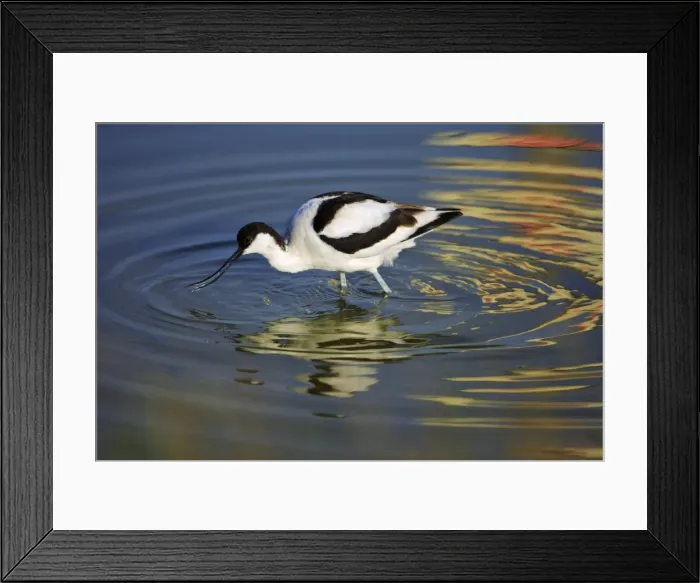 Framed Print : Avocet - feeding in shallow water, Holland, Texel Framed Print : Avocet - feeding in shallow water, Holland, Texel