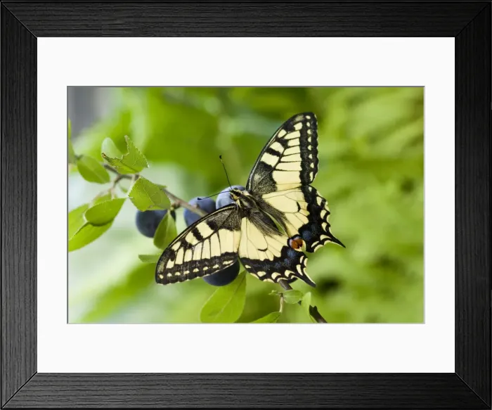 Framed Print : Swallowtail Butterfly - on blackthorn Framed Print : Swallowtail Butterfly - on blackthorn