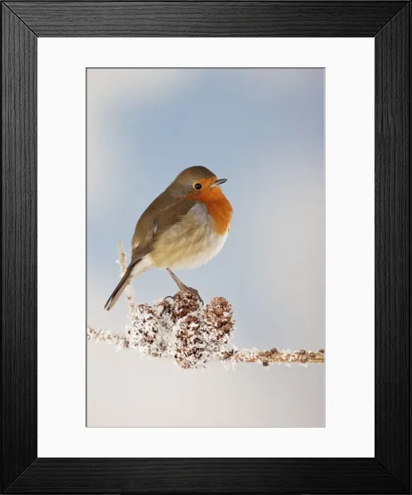 Framed Print : Robin - on snowy branch Bedfordshire UK 006668 Ditial Manipulation: remover twig / branch Framed Print : Robin - on snowy branch Bedfordshire UK 006668 Ditial Manipulation: remover twig / branch