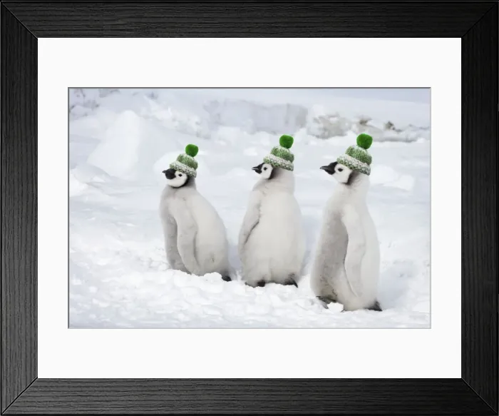 Framed Print : Emperor Penguin - Chicks wearing woolly hats. Snow Hill Island Antarctica BI012009 Digital Manipulatin: added woolly hats (SU) Framed Print : Emperor Penguin - Chicks wearing woolly hats. Snow Hill Island Antarctica BI012009 Digital Manipulatin: added woolly hats (SU)