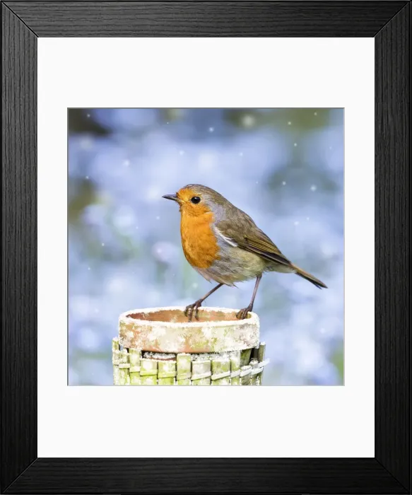 Framed Print : Robin - perched on plant pot in snow Norfolk UK Digital Manipulation: added snow to pot & falling Framed Print : Robin - perched on plant pot in snow Norfolk UK Digital Manipulation: added snow to pot & falling