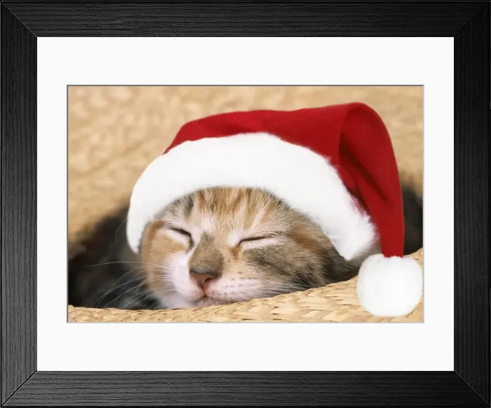 Framed Print : Cat - Kitten asleep in straw hat. Digital Manipulation: Hat (JD) Framed Print : Cat - Kitten asleep in straw hat. Digital Manipulation: Hat (JD)