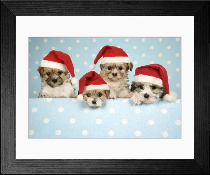 Framed Print : Dog - Cross breed Puppies peeking over cloth wearing Christmas hats. Digiatl Manipulation: hats JD Framed Print : Dog - Cross breed Puppies peeking over cloth wearing Christmas hats. Digiatl Manipulation: hats JD