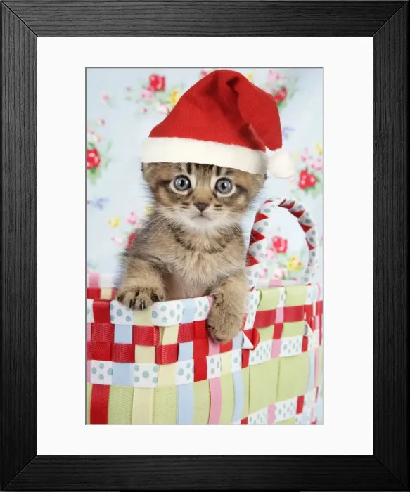 Framed Print : Cat - 6 week old Somali cross Asian kitten wearing A Christmas hat Digital Manipulation: Christmas hat (JD) Framed Print : Cat - 6 week old Somali cross Asian kitten wearing A Christmas hat Digital Manipulation: Christmas hat (JD)