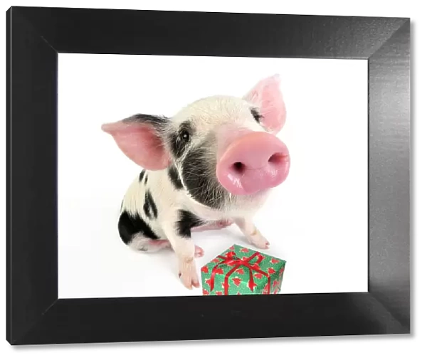 Pig. Kune Kune cross Gloucester Old Spot piglet with present Digital Manipulation: added present (SU)