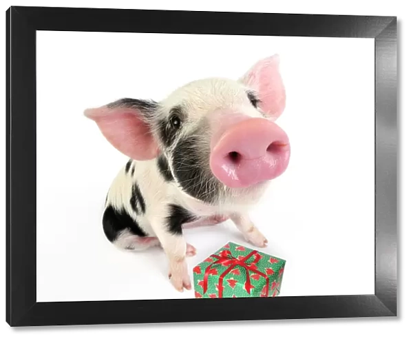 Pig. Kune Kune cross Gloucester Old Spot piglet with present Digital Manipulation: added present (SU)