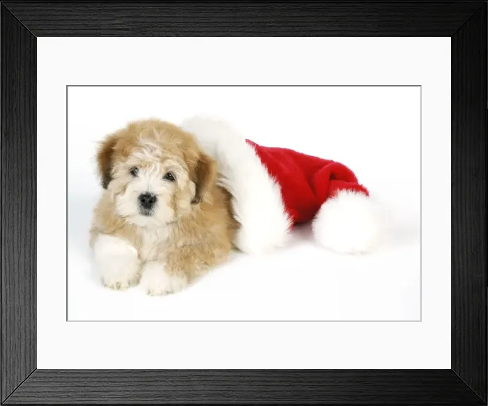 Framed Print : Dog. Teddy dog with Christmas hat Framed Print : Dog. Teddy dog with Christmas hat