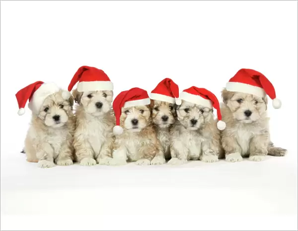 Lhasa Apso cross Shih Tzu Dog - 7 weeks old puppies wearing Christmas hats. Digital Manipulation: Christmas hats JD