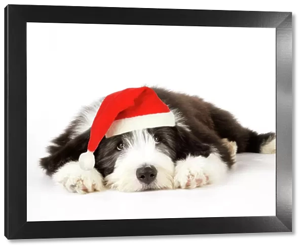 Dog. Bearded Collie puppy laying down wearing Christmas hat Digital Manipulation: Christmas hat (JD)