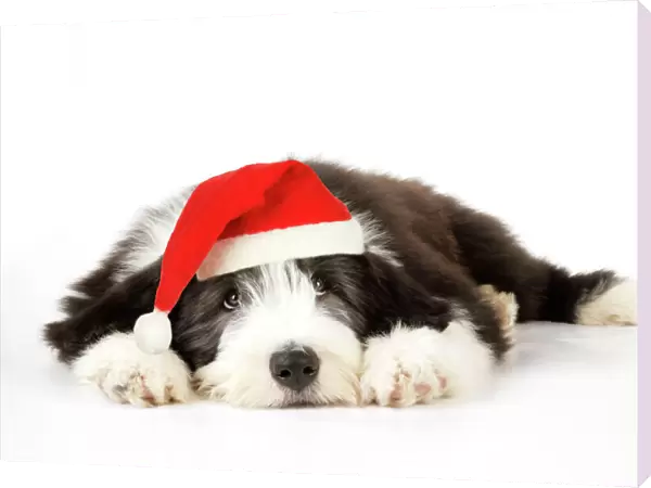 Dog. Bearded Collie puppy laying down wearing Christmas hat Digital Manipulation: Christmas hat (JD)