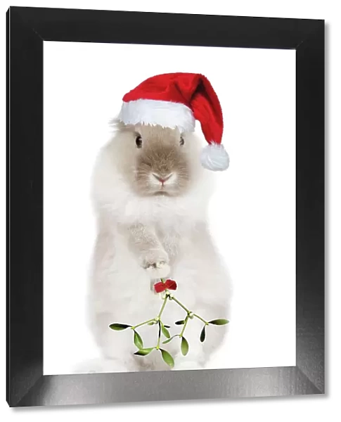 Dwarf Lion-head Rabbit - on hind legs wearing Christmas hat & holding mistletoe. Digital Manipulation: added hat (SU) bow (LA) & Mistletoe (USH)