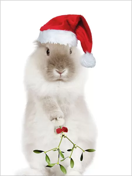 Dwarf Lion-head Rabbit - on hind legs wearing Christmas hat & holding mistletoe. Digital Manipulation: added hat (SU) bow (LA) & Mistletoe (USH)