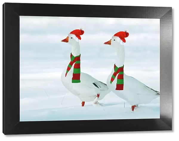 Domectic Geese - two in snow wearing Christmas hats & scarves. Digital Manipulatin: Su hats & scarves