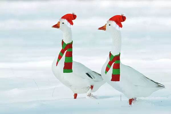 Domectic Geese - two in snow wearing Christmas hats & scarves. Digital Manipulatin: Su hats & scarves