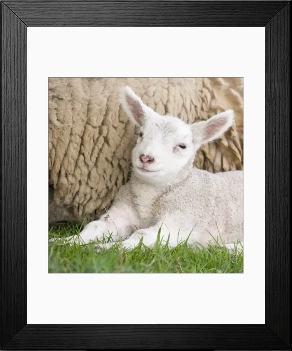 Framed Print : Sheep - lamb Buxton Derbyshire UK Framed Print : Sheep - lamb Buxton Derbyshire UK