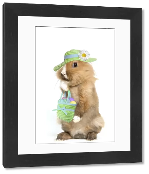 Lion-headed Dwarf Rabbit - easter bunny wearing hat & carying handbag full of easter eggs