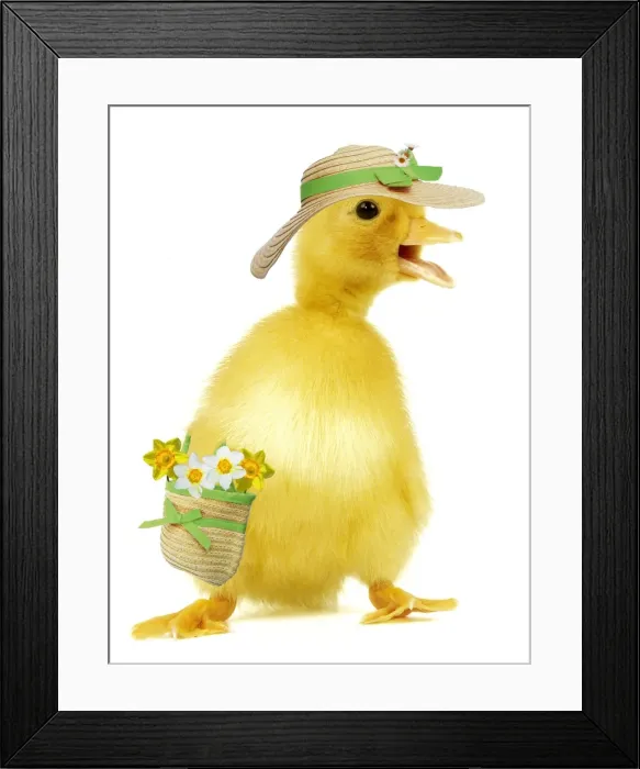 Framed Print : Duckling - wearing straw hat & carrying bag with daffodils Digital Manipulation: Hat & bag SU. Dafs SPH Framed Print : Duckling - wearing straw hat & carrying bag with daffodils Digital Manipulation: Hat & bag SU. Dafs SPH