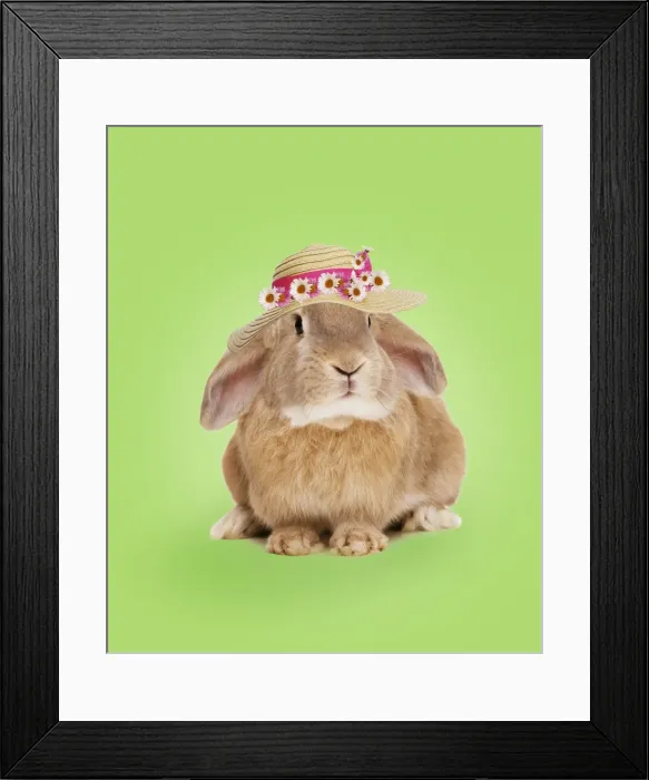 Framed Print : Domestic Rabbit - wearing straw hat with daisies. Digital Manipulation: colour background, hat & daisies (SU) Framed Print : Domestic Rabbit - wearing straw hat with daisies. Digital Manipulation: colour background, hat & daisies (SU)