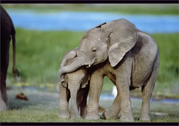 African Elephant - calves playing