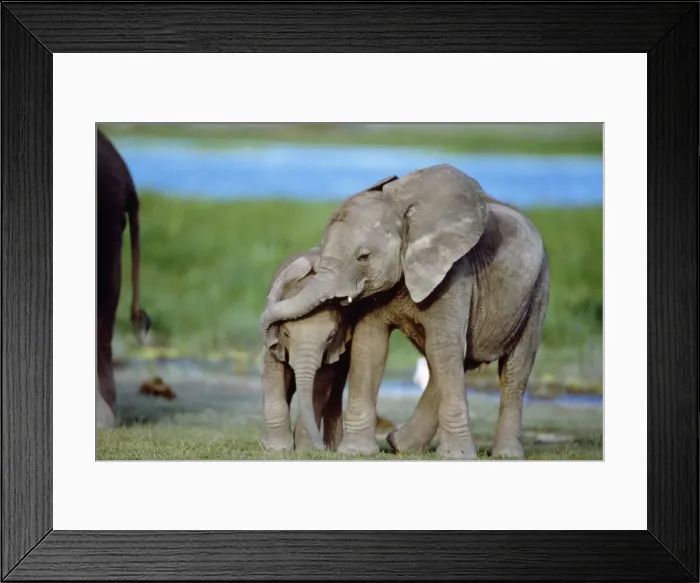Framed Print : African Elephant - calves playing Framed Print : African Elephant - calves playing