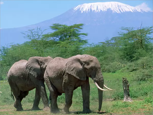 African Elephants - in front of Mt Kilimanjaro