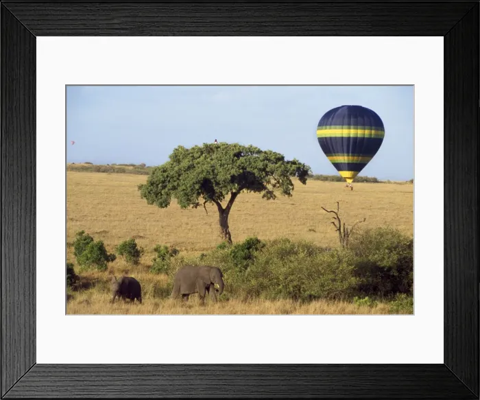 Framed Print : Balloon Safari Masai Mara, Kenya, Africa Framed Print : Balloon Safari Masai Mara, Kenya, Africa