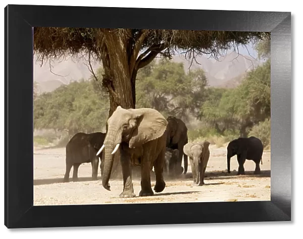 Desert Elephants - Family fInding shade - Kaokoland - Namibia - Africa
